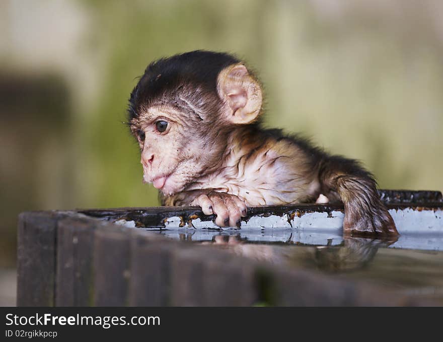 The one of wild life colony monkeys in Europe, Gibraltar. July 2010. The one of wild life colony monkeys in Europe, Gibraltar. July 2010