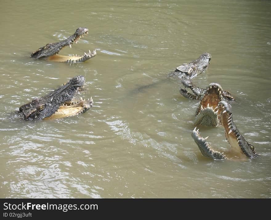 Crocodiles