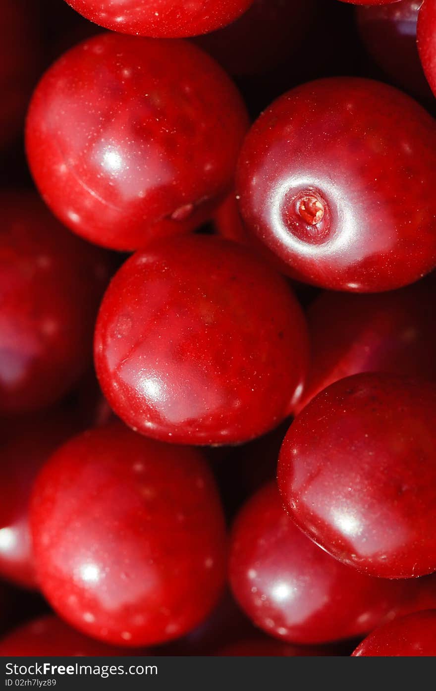 A closeup photograph of a bunch of cherries.