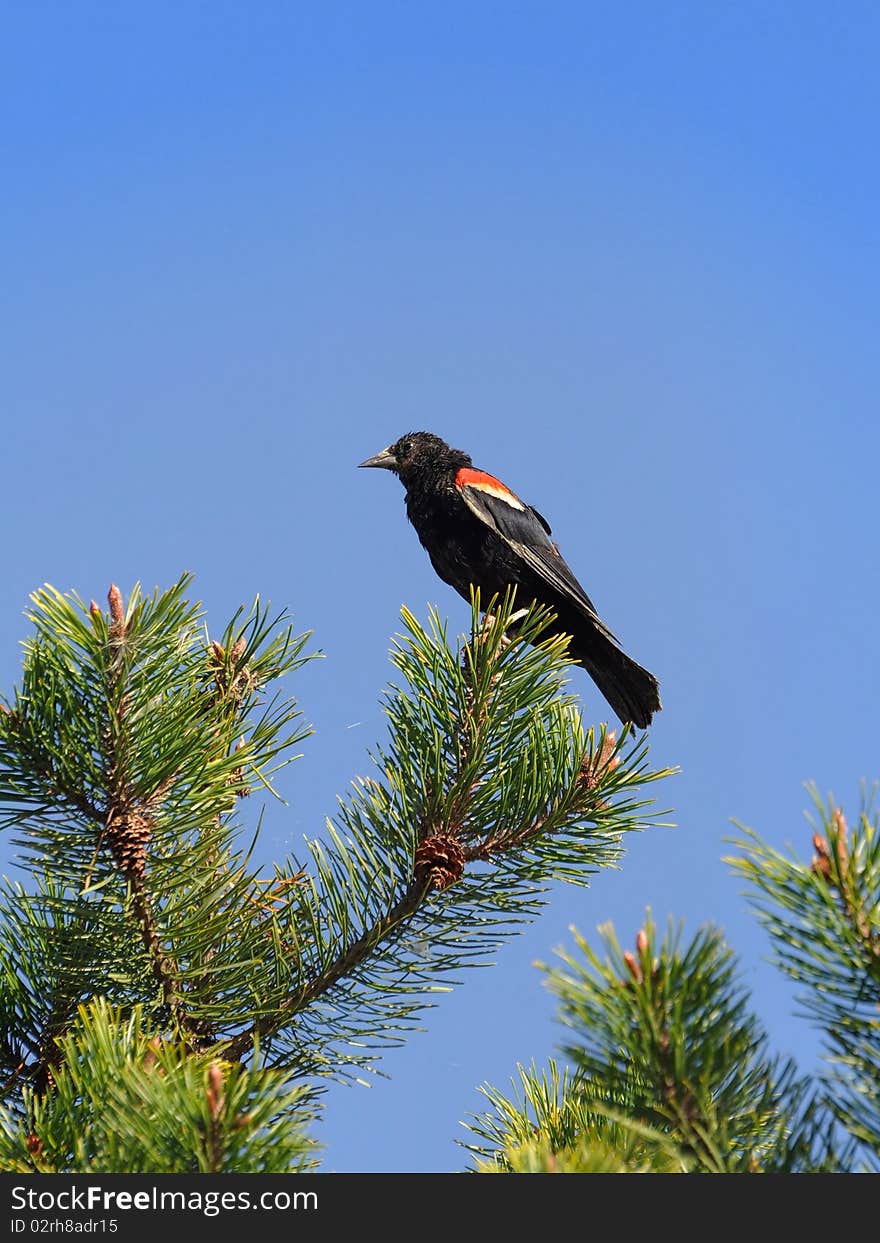 Red-winged blackbird