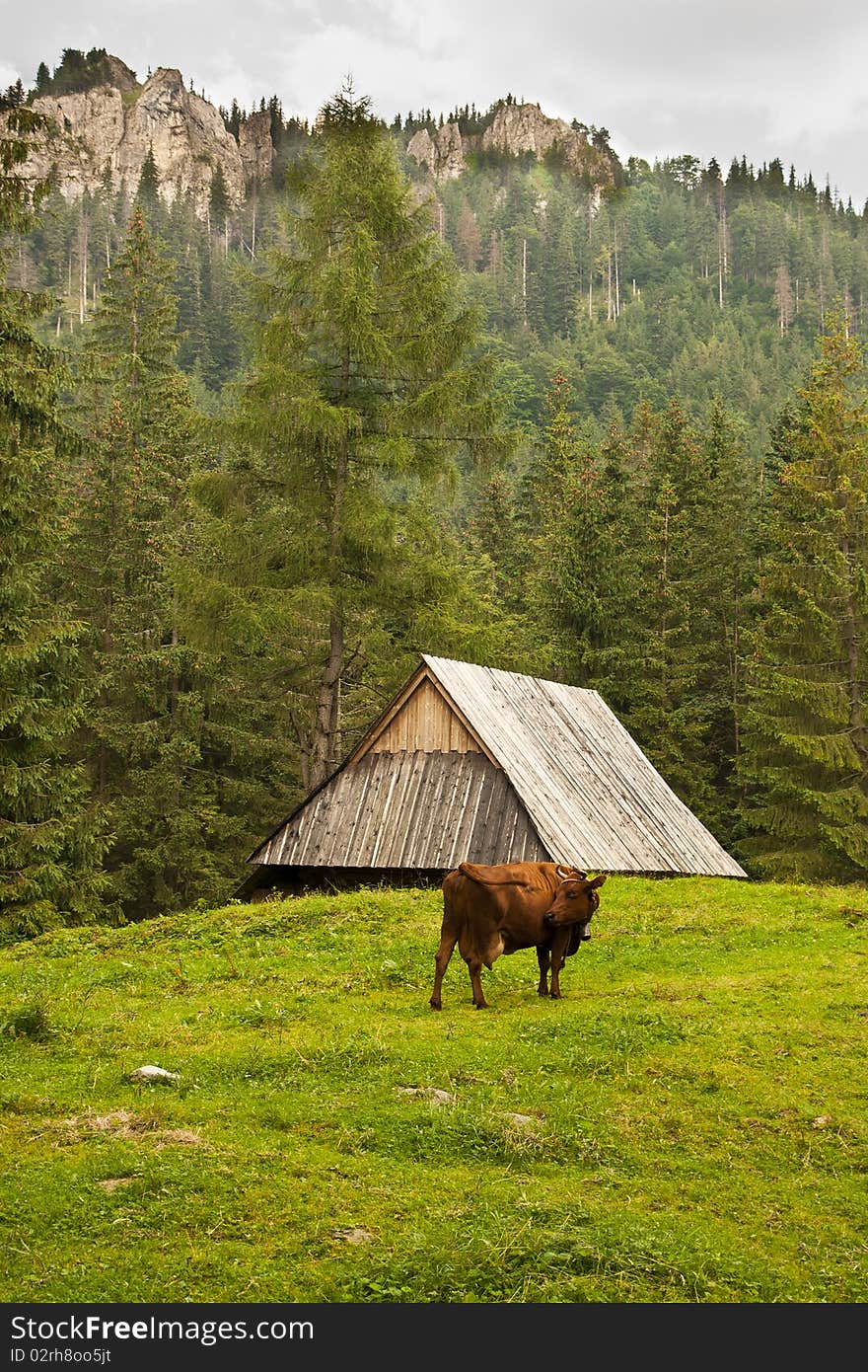 The cow grazing on the meadow in the mountains. The cow grazing on the meadow in the mountains