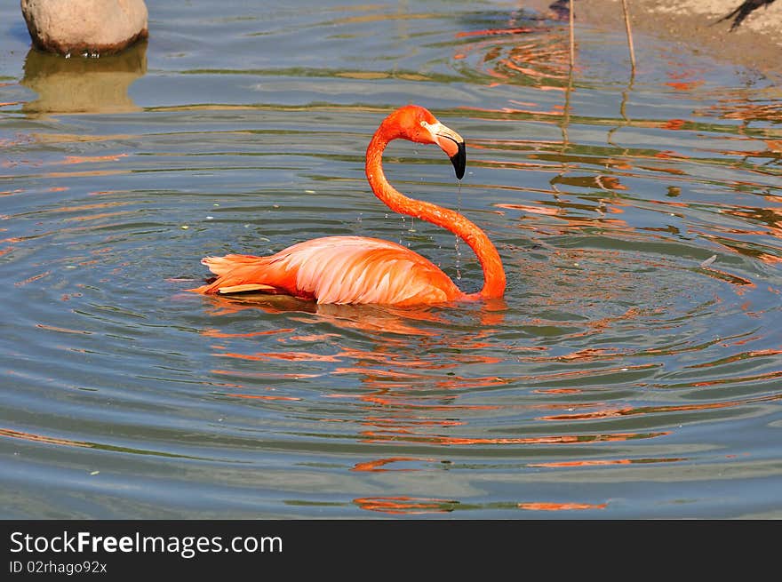 The pink flamingo has a rest on lake. The pink flamingo has a rest on lake.