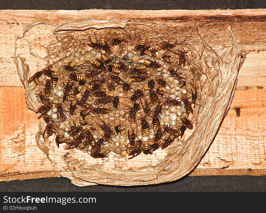 Hornets live in a colony and build a large nest. Hornets live in a colony and build a large nest.