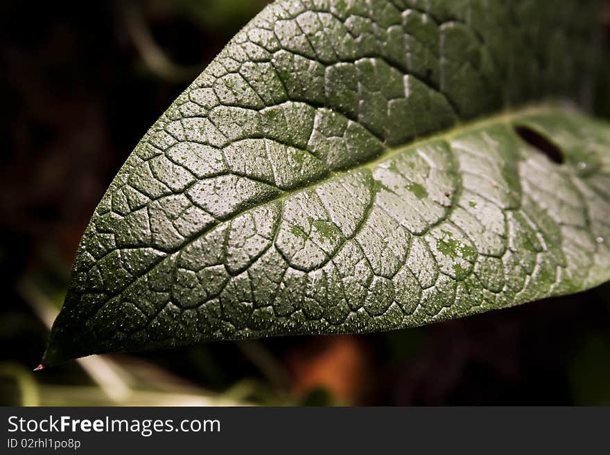 Green leaf use for background