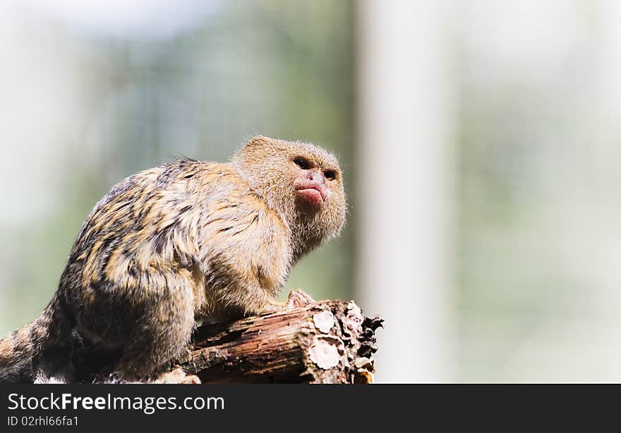 Angry pygmy marmoset sitting on a branch