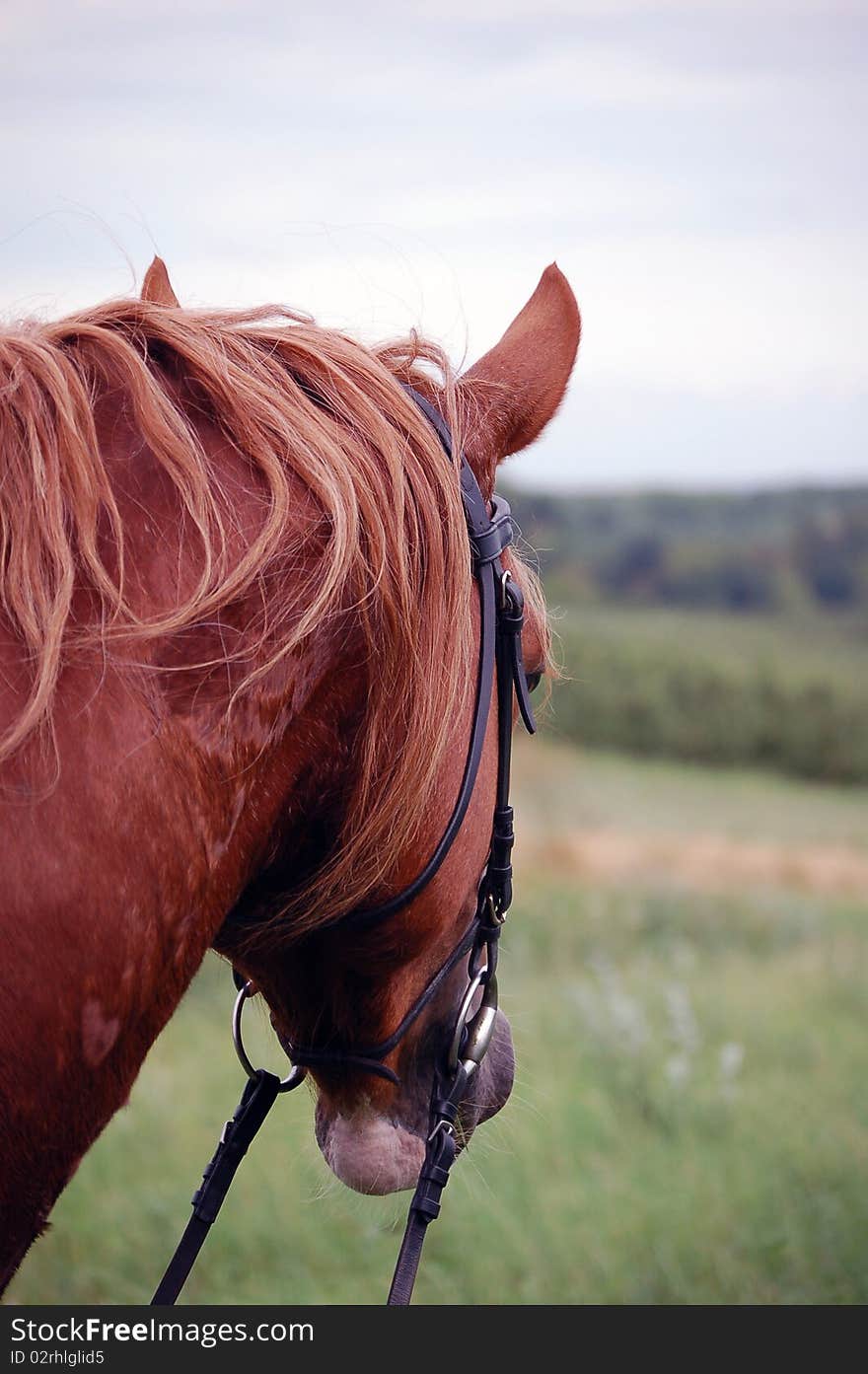 Welsh Cob pony