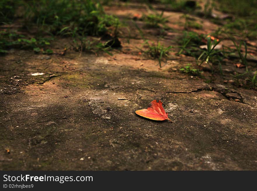 Last leaf