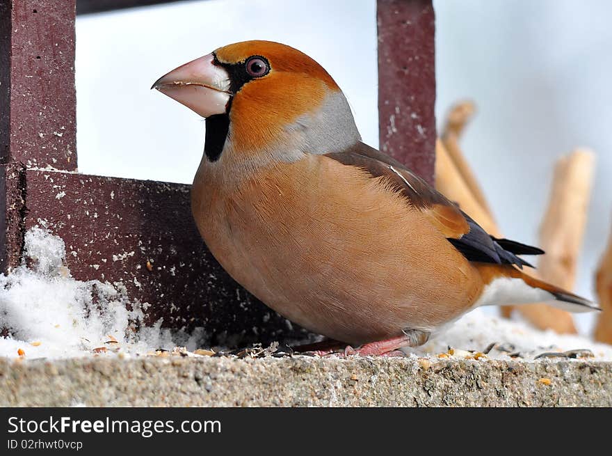 Hawfinch At Feeder