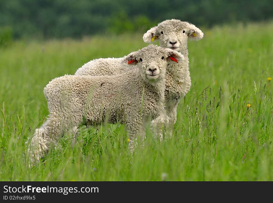 Young lambs are symbol of spring and summer. Young lambs are symbol of spring and summer