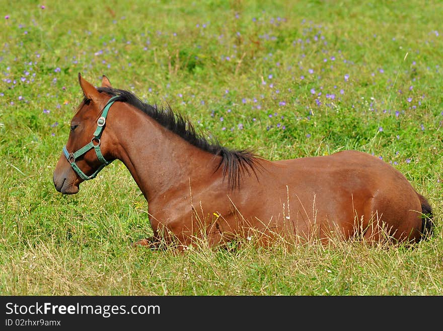 Cute foal,here from Czech republic. Cute foal,here from Czech republic.