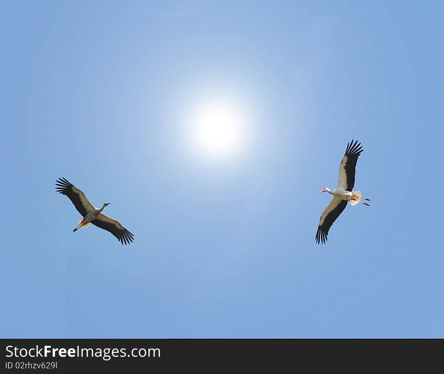 Storks In The Sky