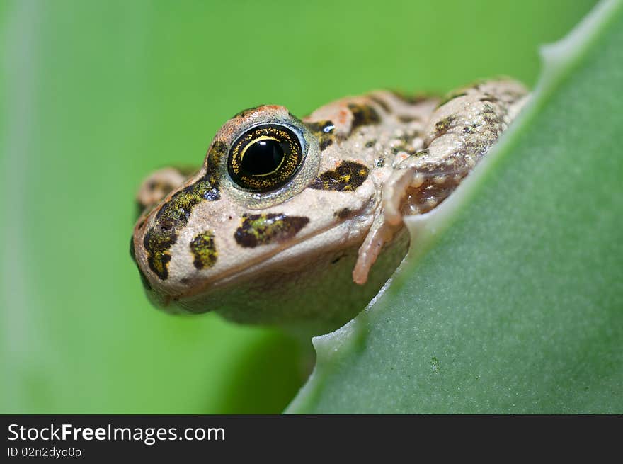 Frog on the aloe leaf