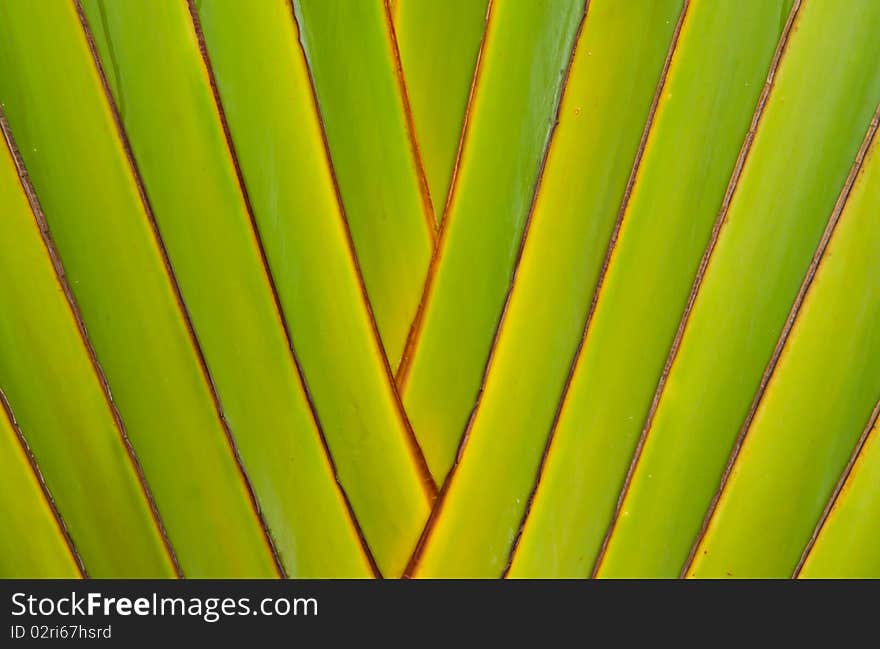 Traveler's tree stem green background