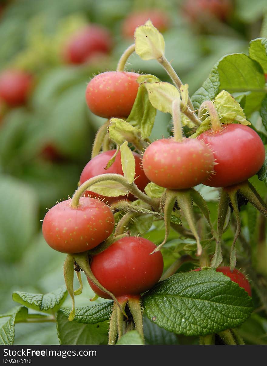 Large  orange decorative rose hips. Large  orange decorative rose hips.