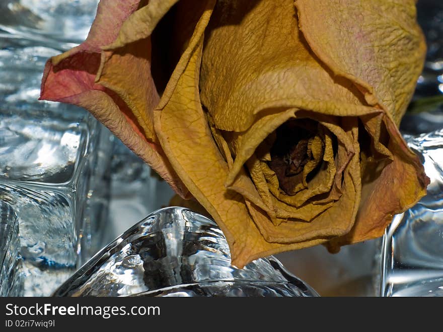 Dried rose and glass cubes.