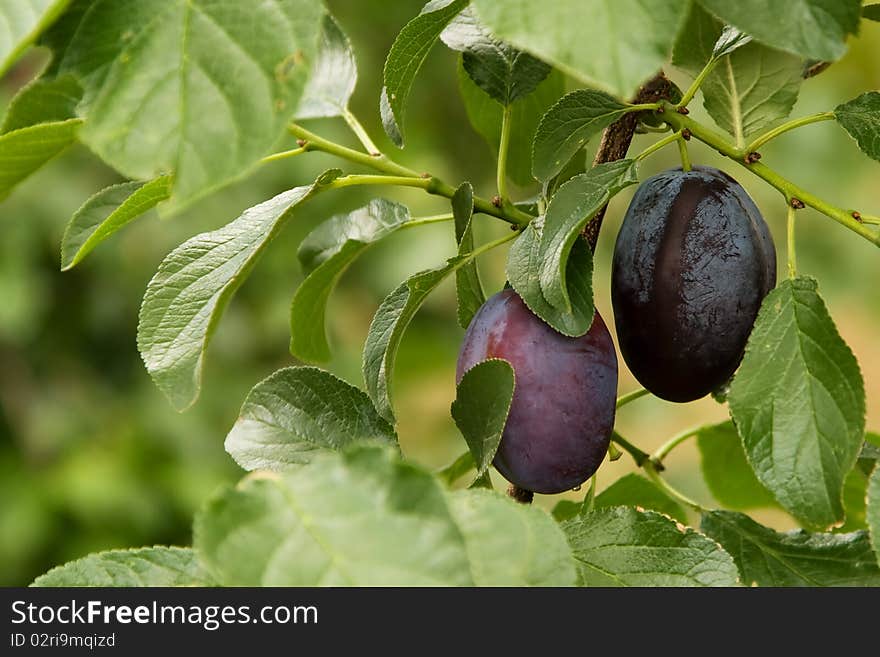 To ripe plums on the branch. To ripe plums on the branch