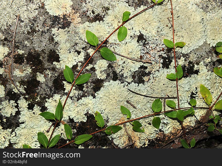 Lichen on granite rock with crawling vine