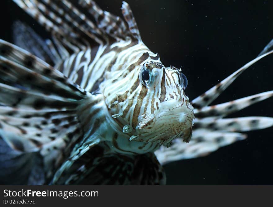 Close-up of  the poisonous red lionfish