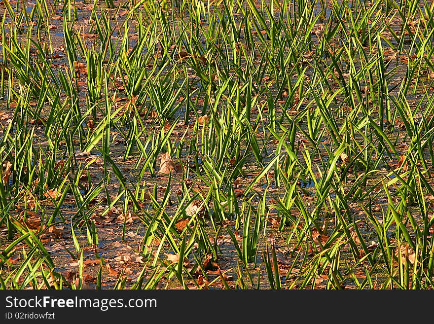 Grass Background