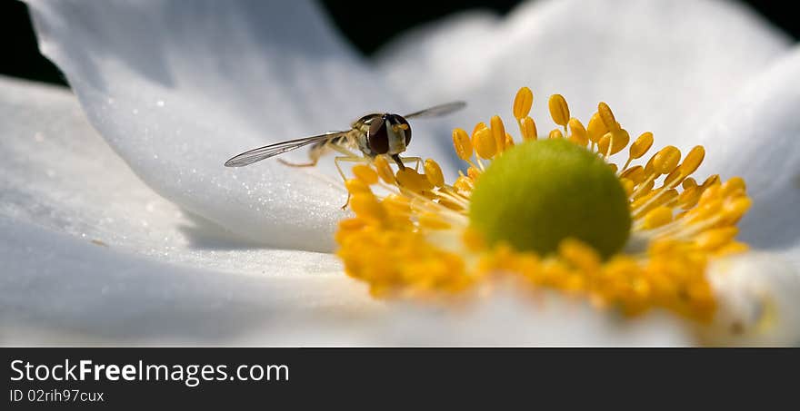 Fly on a white flower