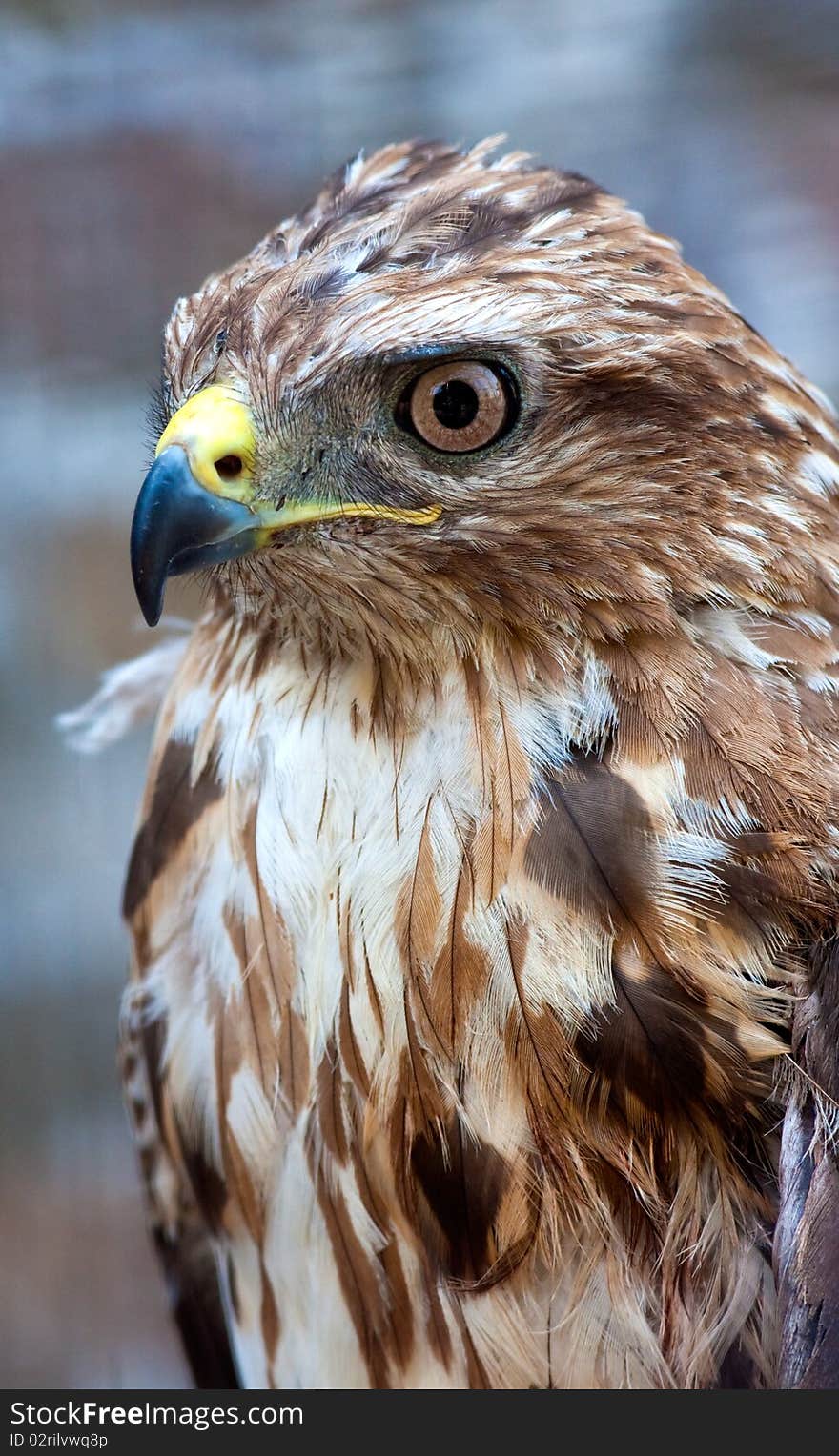 Beautiful hawk