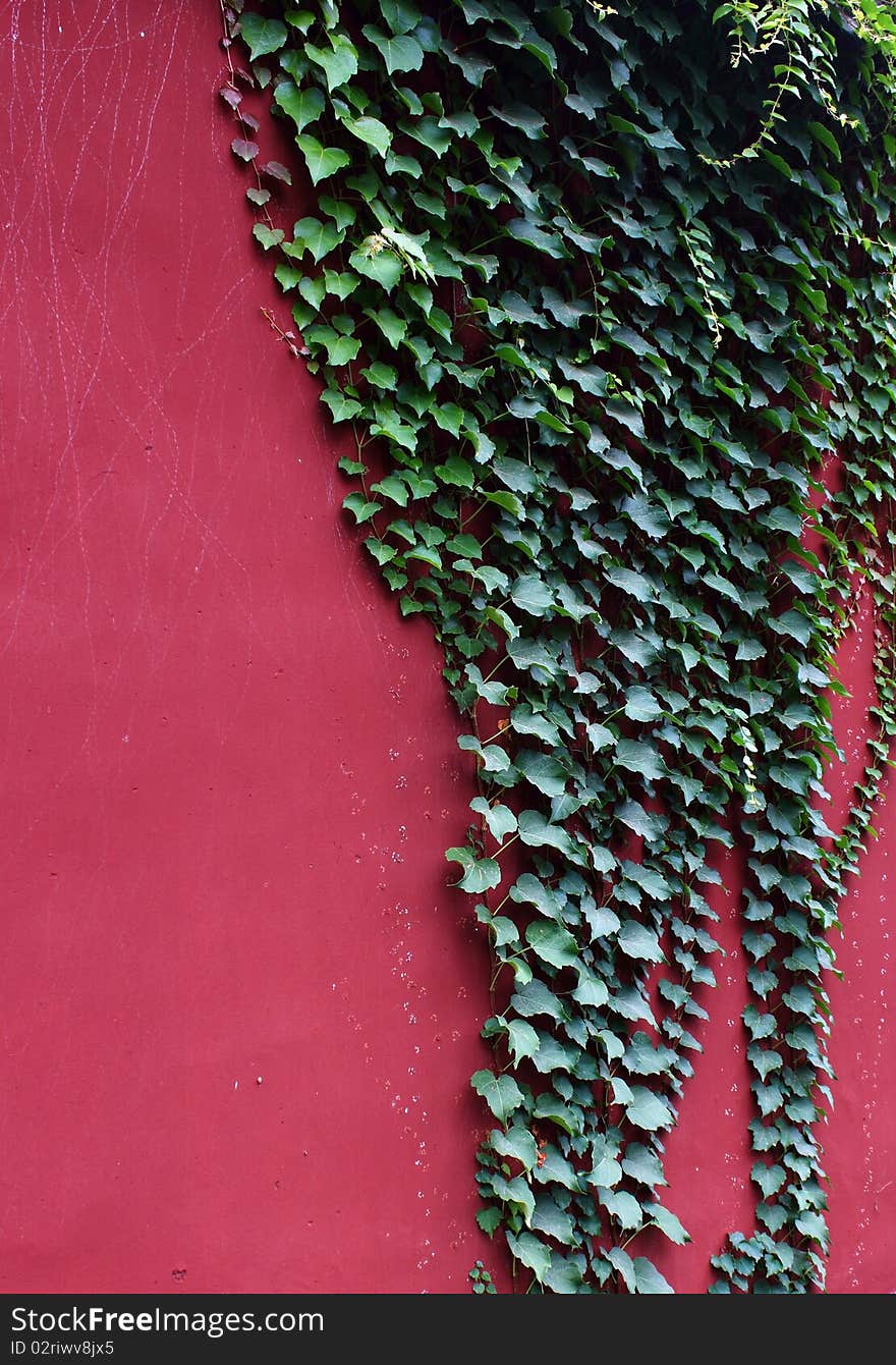 Green ivy and red wall.