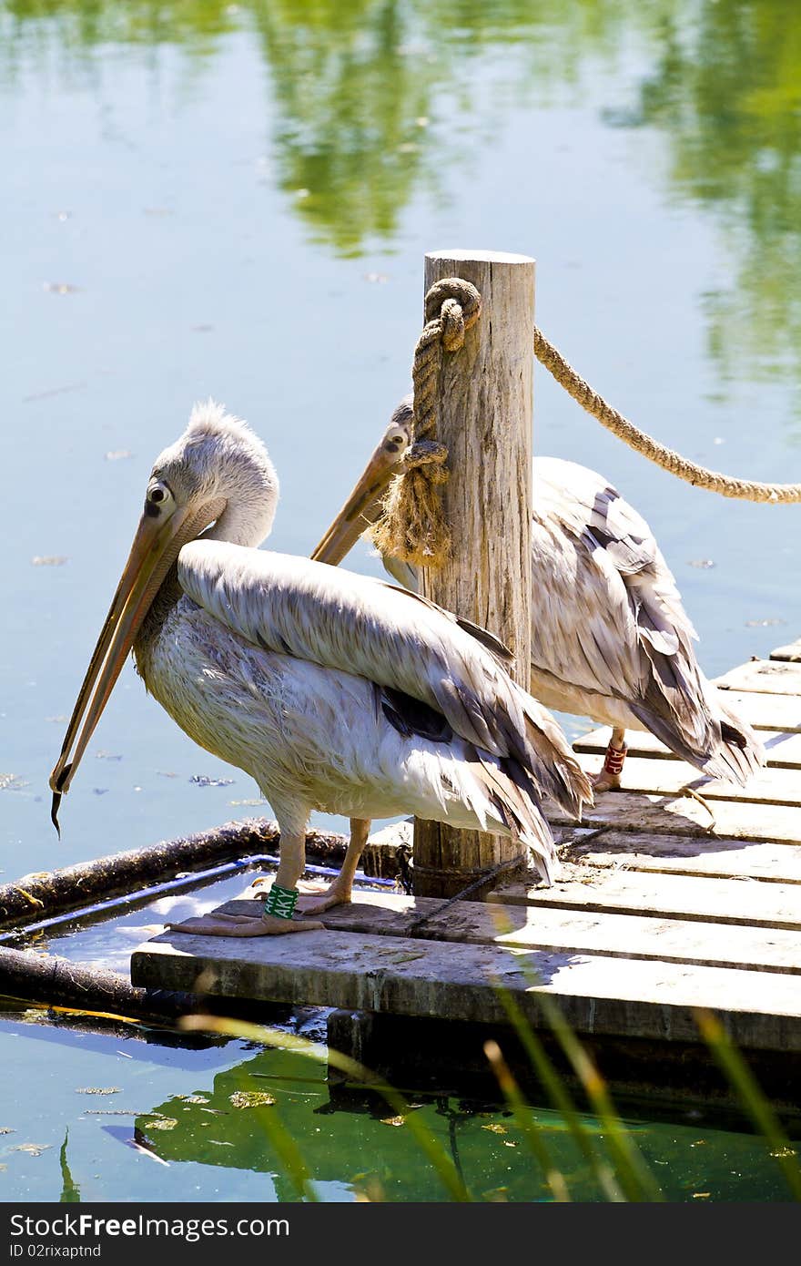 White pelican (Pelecanus crispus)