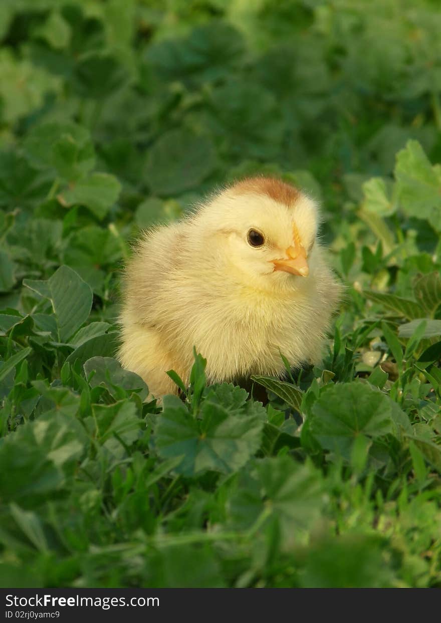 The little chick in the grass