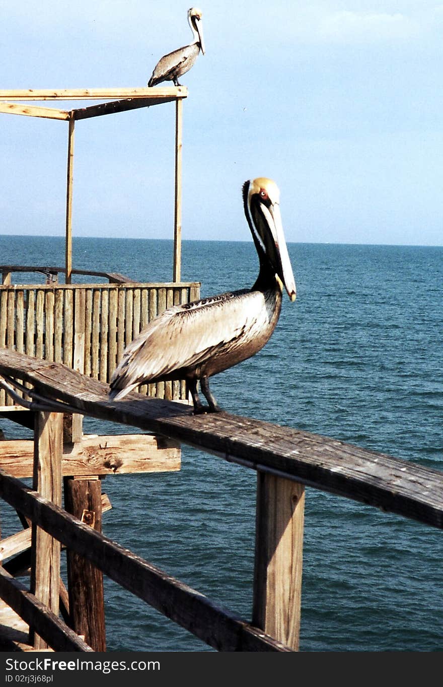 Florida Pelicans on mooring 1999