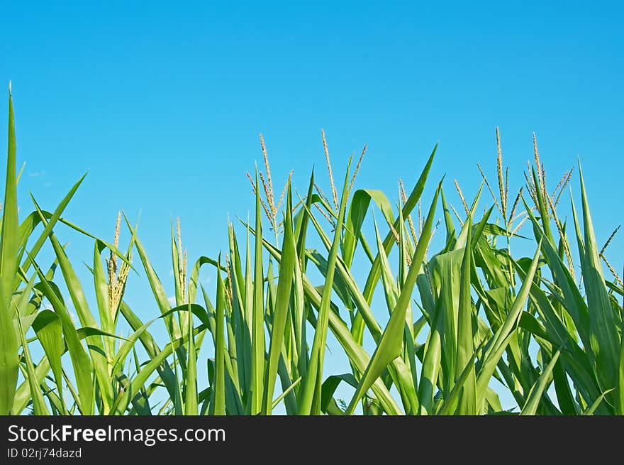 Green Corn field on the backgroung of blue sky