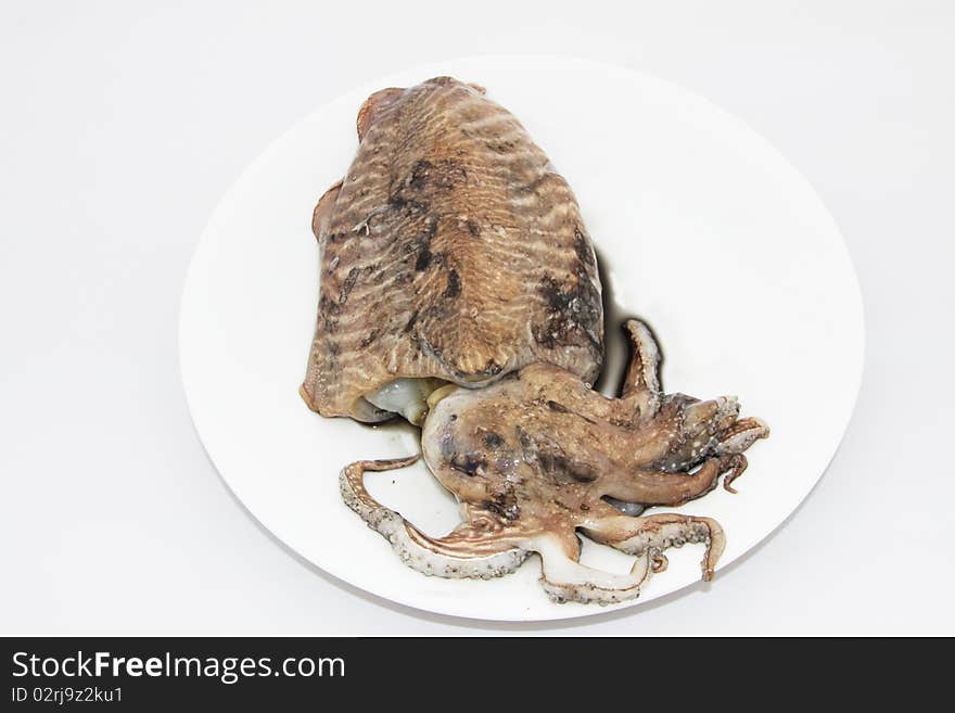 Mediterranean Cuttlefish