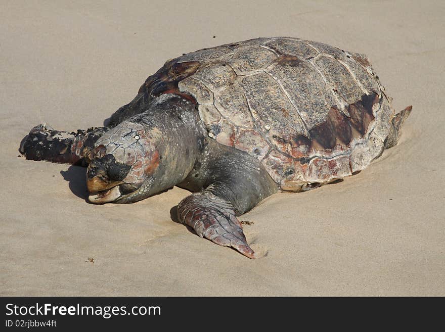 Dead turtle founded in a wild beach in natural park huelva spain, details of scutes, webbed feed and mouth. Dead turtle founded in a wild beach in natural park huelva spain, details of scutes, webbed feed and mouth