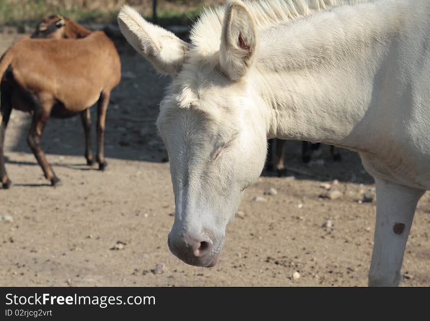 Top of the head of a white. Top of the head of a white