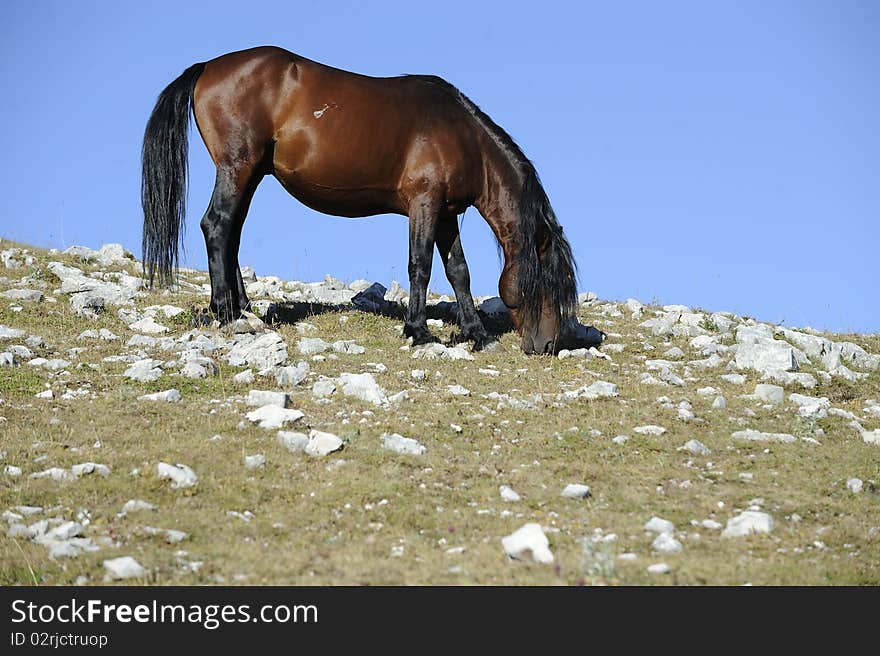 Wild horse in mountain area. Wild horse in mountain area