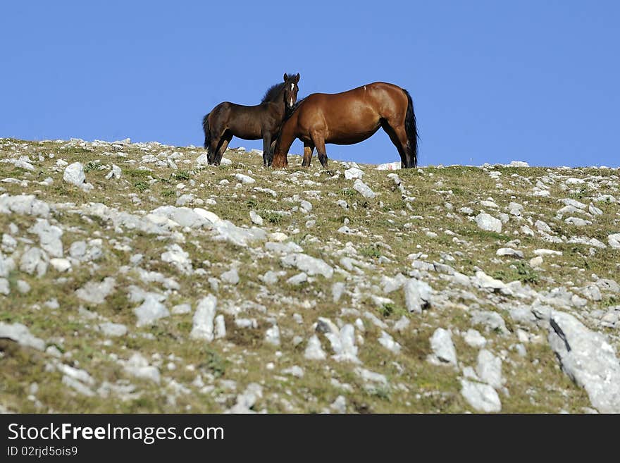 Wild horse mother with is colt are in the mountain. Wild horse mother with is colt are in the mountain