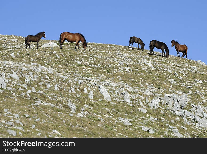 Wild horses grazing free in the mountains