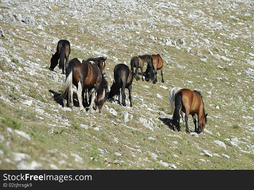 Group of Wild horses are grazing in the mountains