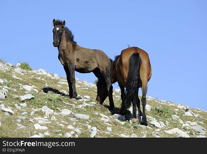 Wild horse mother with is colt are in the mountain. Wild horse mother with is colt are in the mountain