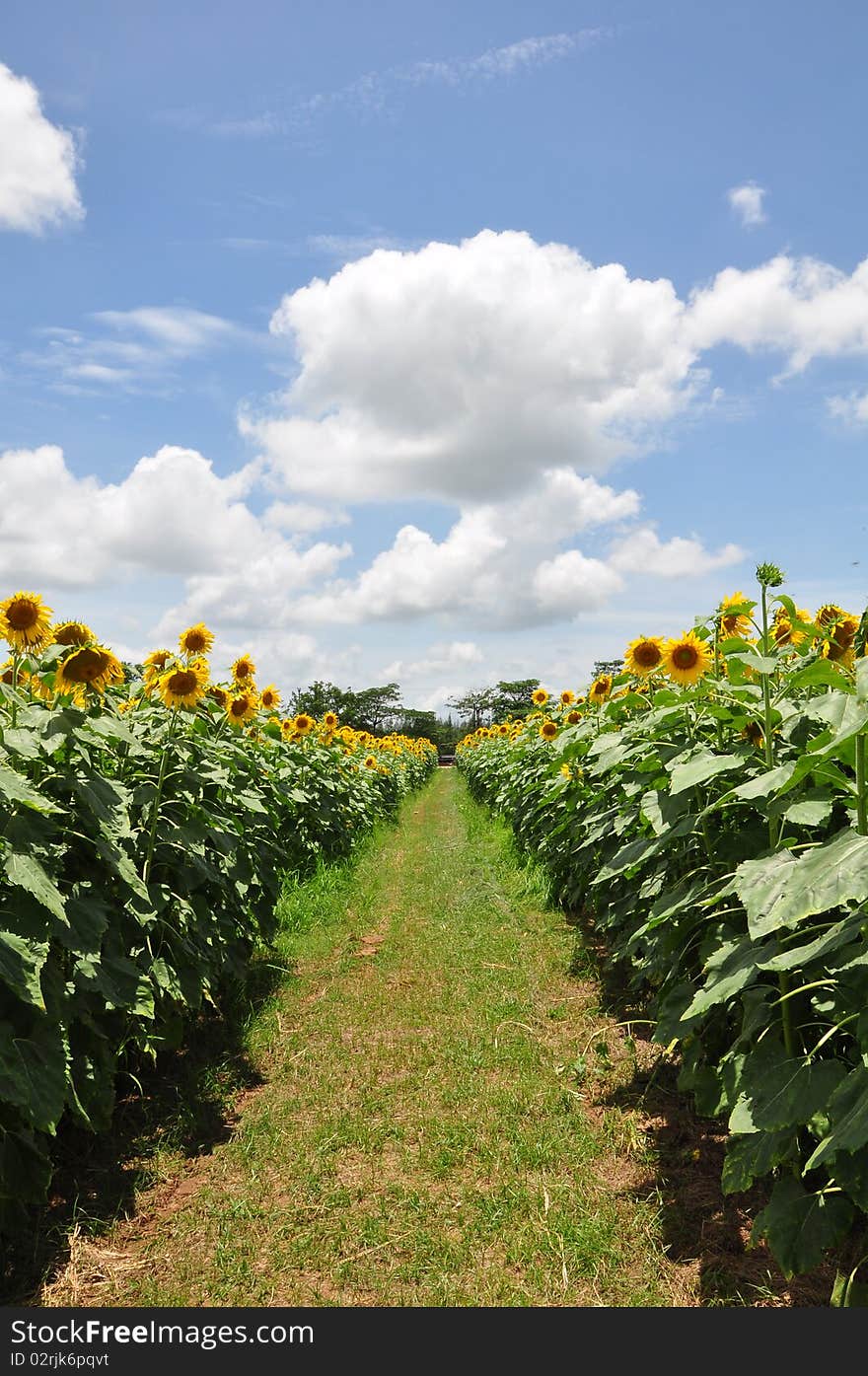 Walk way in sunflower field with blue sky