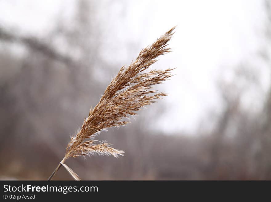 Dry grass in the forest. started winter