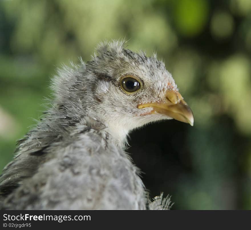 Chick on hand with green background