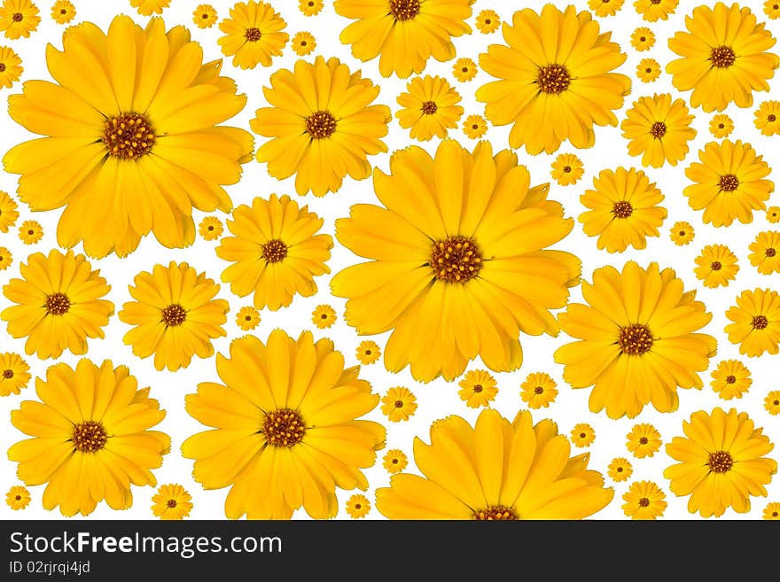 Yellow flowers on white background. Yellow flowers on white background.