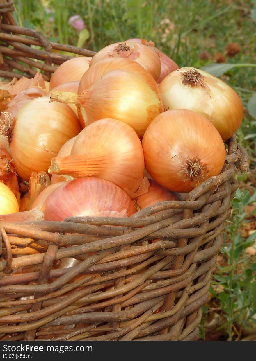 A basket of onions.