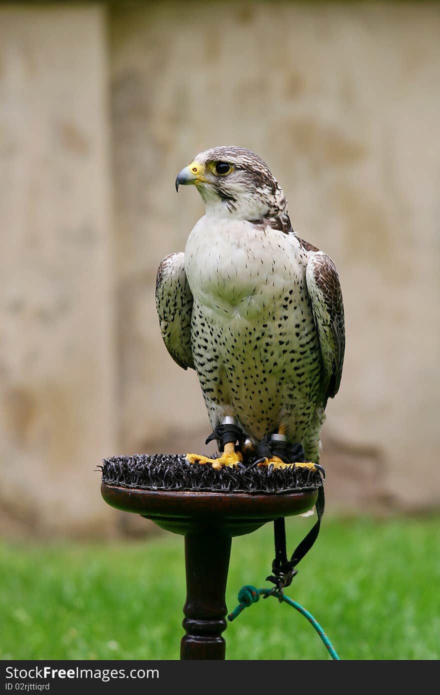 Peregrine