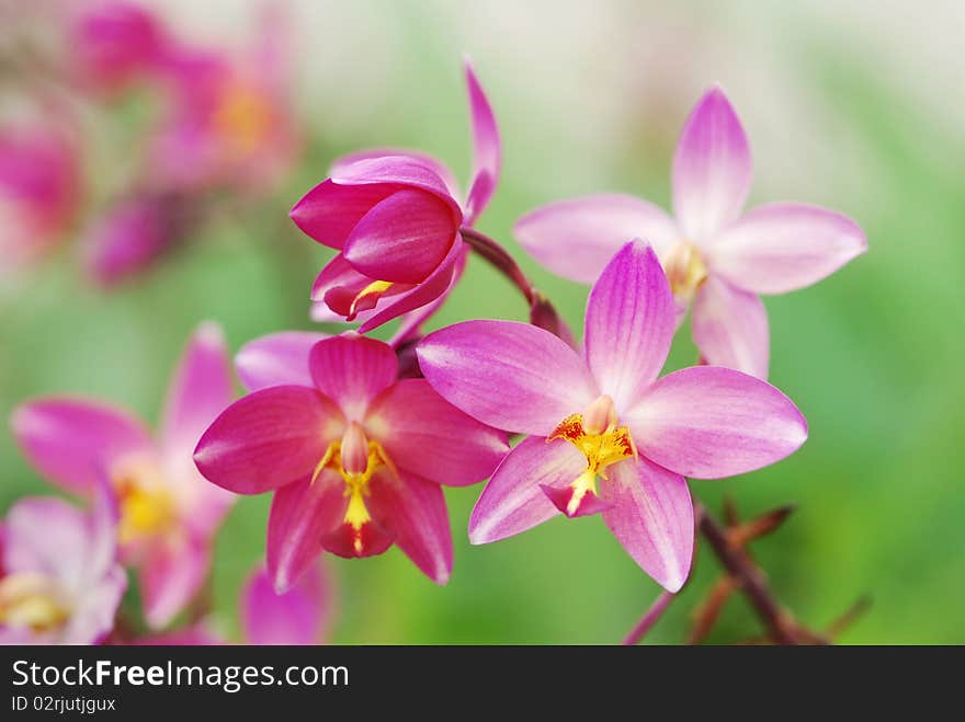 Light pink beautiful orchid