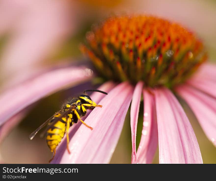 Close-up summer scene: wasp on coneflower petal