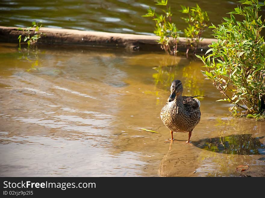 Duck standing in the water