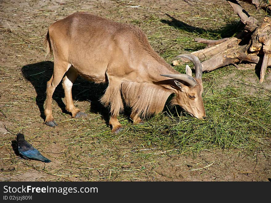 Goat eating grass in summer