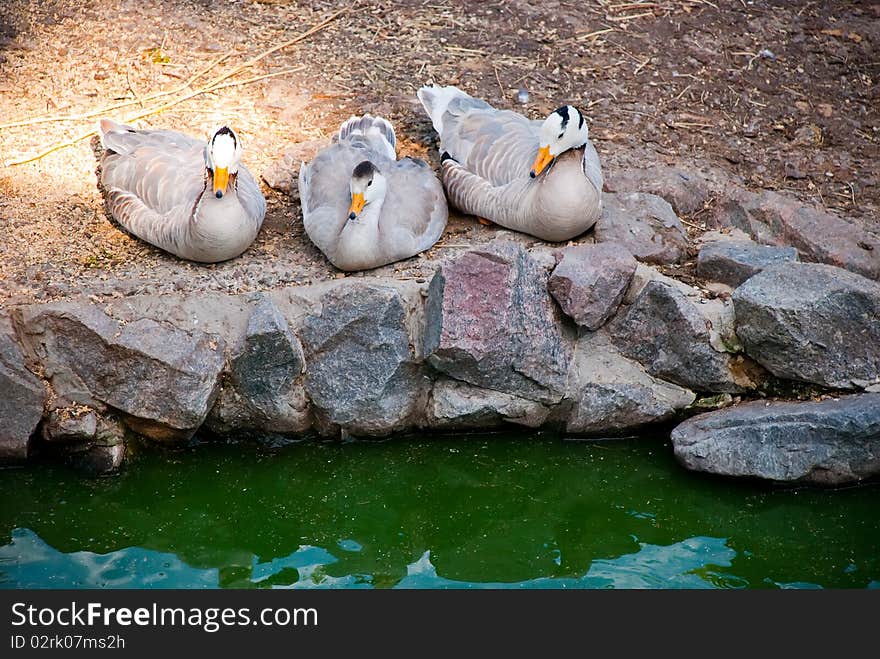 Three ducks sitting on the ground