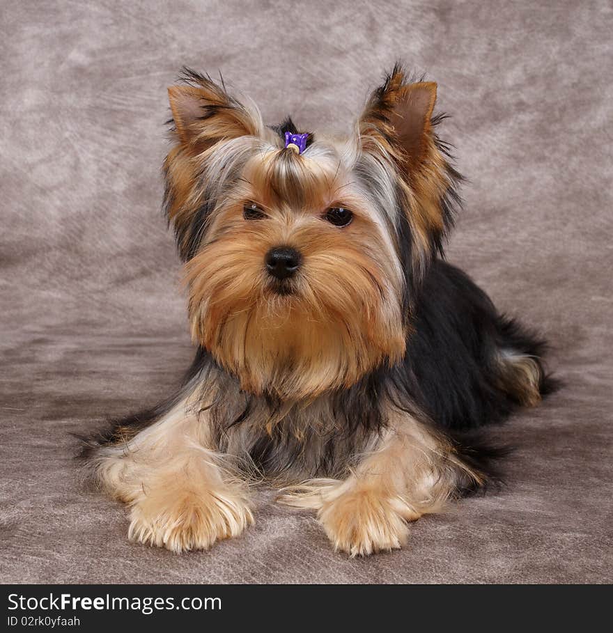 Puppy of the Yorkshire Terrier